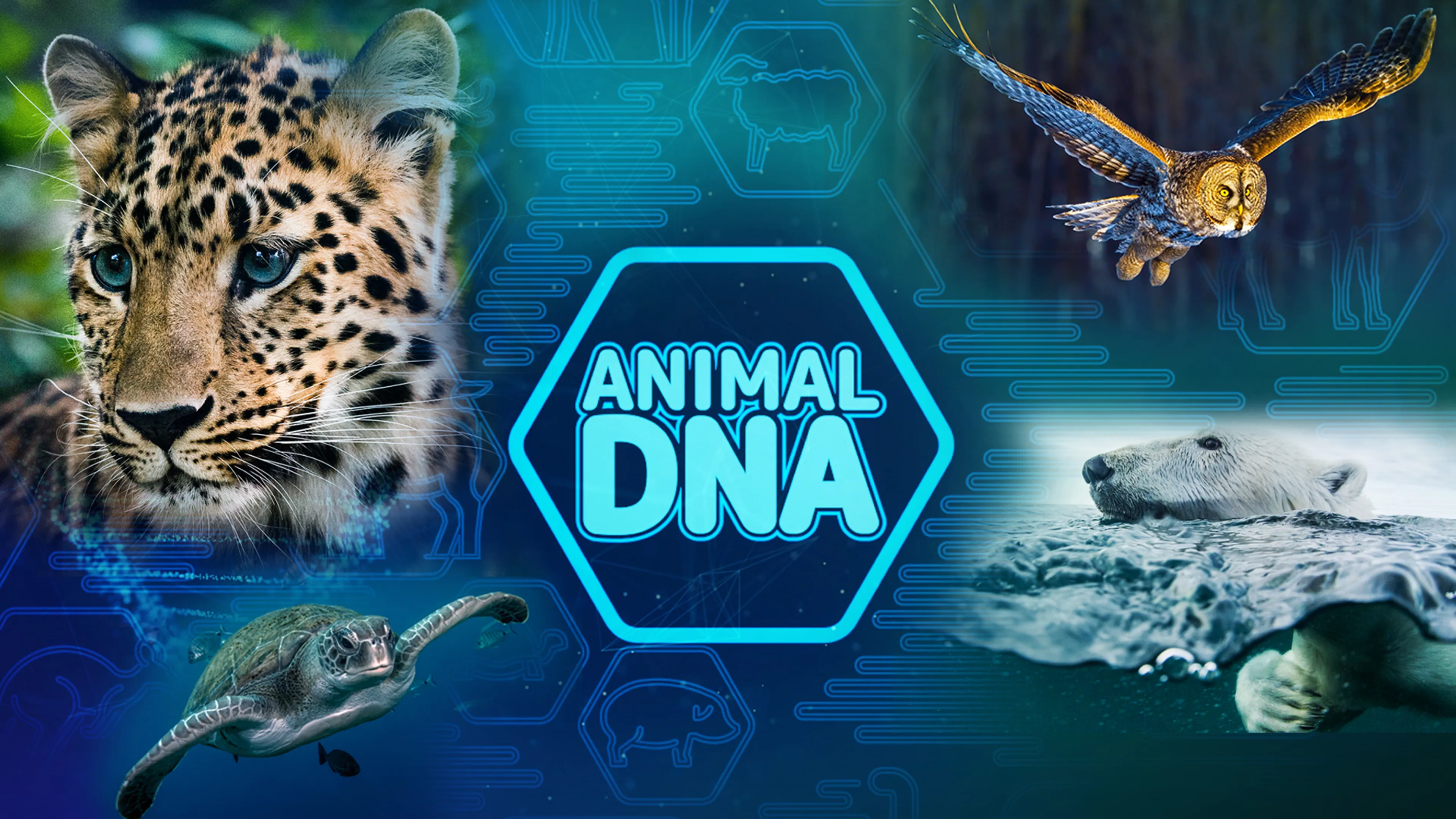 Animal DNA poster